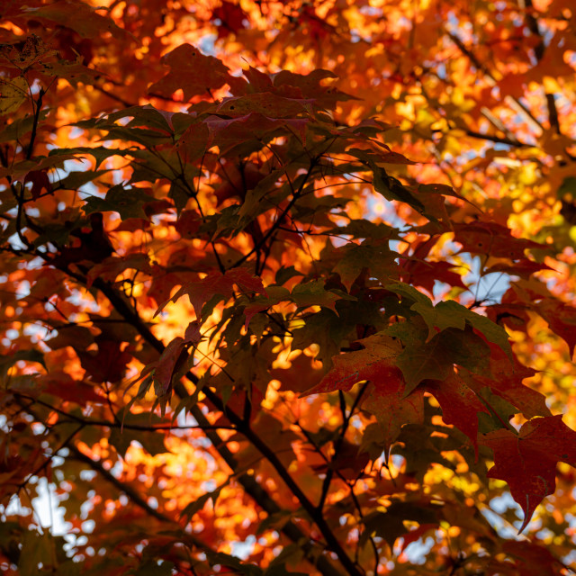 "Fall Foliage" stock image