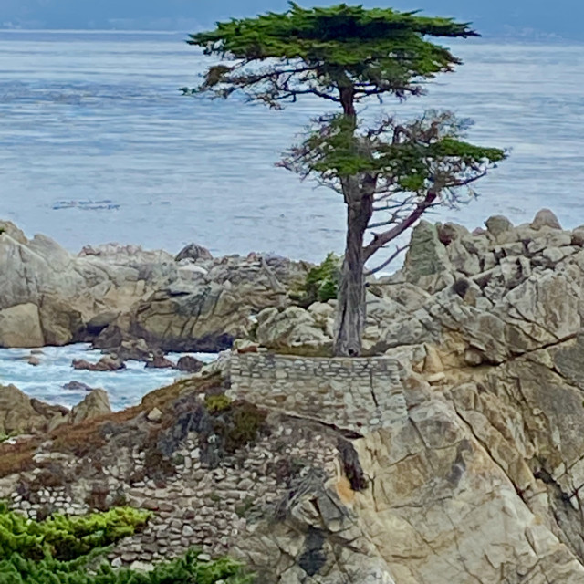 "Close Up of The Lone Cypress- Pebble Beach, Ca" stock image