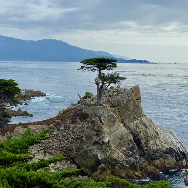 "The Lone Cypress- Pebble Beach, Ca" stock image