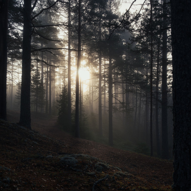 "Autumn morning in the forest" stock image