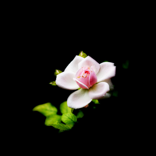 "A pink rose" stock image