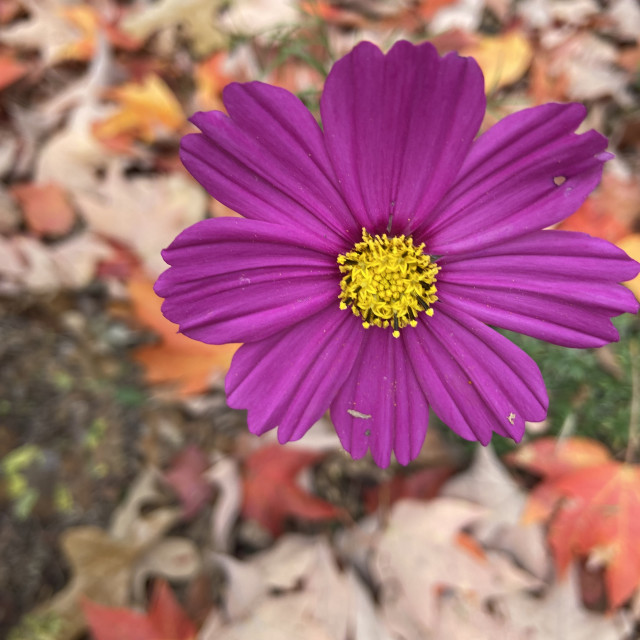 "Autumn Blossom ©️2022" stock image