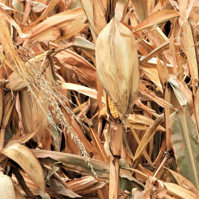 "Corn" stock image