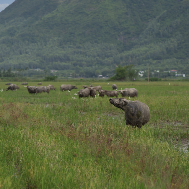 "Buffaloes eating on the field" stock image