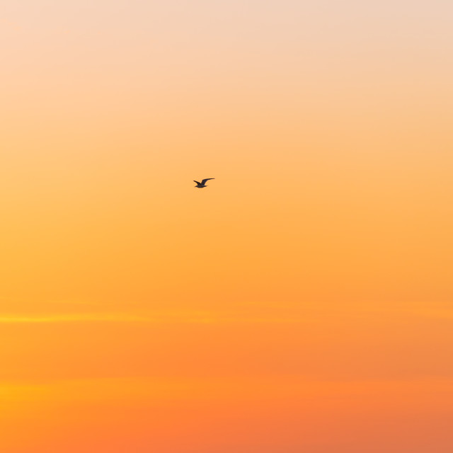 "Seagull Flying at Sunset" stock image