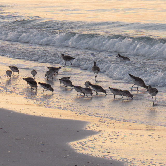 "Breakfast for Birds" by Allison Hawk - $12.27 "Breakfast for Birds" stock image