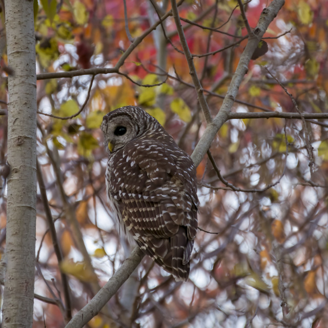 "Barred Owl perched in aspen tree" stock image