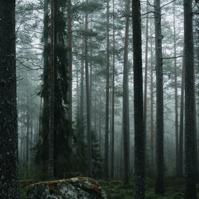 "Tall pine trees in a Nordic forest" stock image