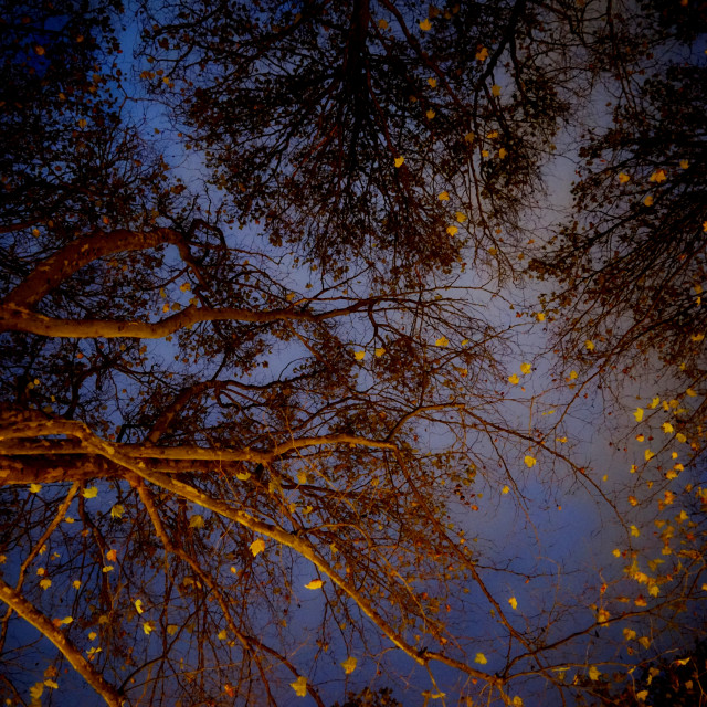 "trees in the dark" stock image