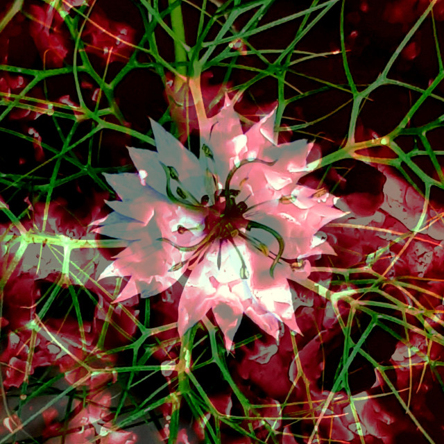 "glowing 'Nigella'" by Rudolf Reinbacher - $12.05 "glowing 'Nigella'" stock image