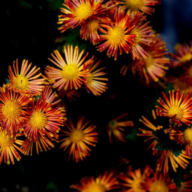 "Drosanthemum" by Amit Mendelsohn - $59.73 "Drosanthemum" stock image