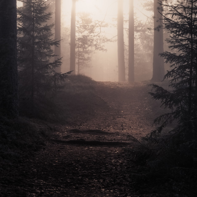 "Sunrise in the misty forest" stock image