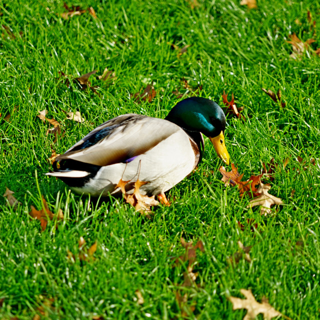 "A duck in the grass" stock image