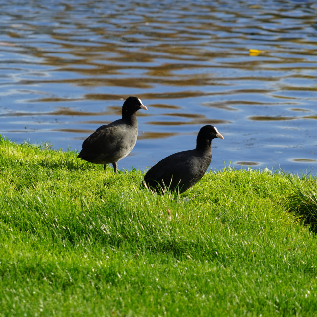 "Eurasian coot" by Amit Mendelsohn - $61.39 "Eurasian coot" stock image