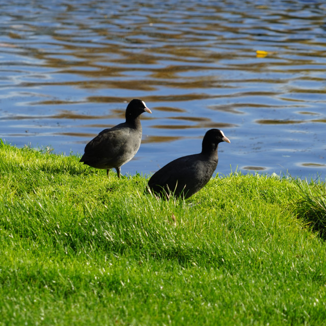 "Eurasian coot" stock image