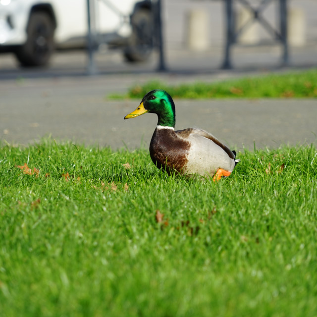 "A duck in the grass" stock image