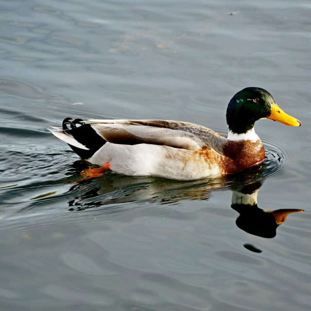 "Duck swimming" stock image