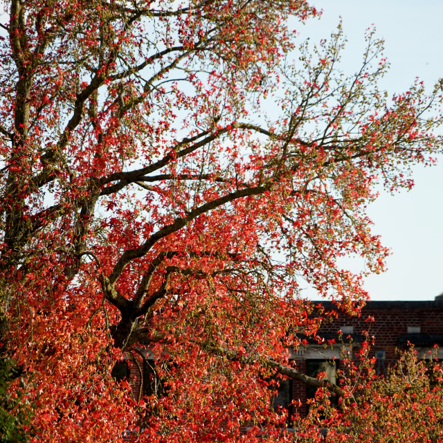 "Red tree" stock image