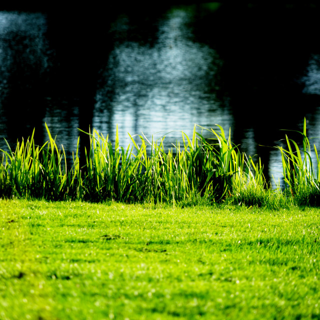 "Green grass" by Amit Mendelsohn - $61.39 "Green grass" stock image