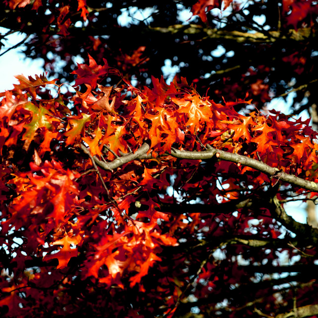 "a tree with red leaves" stock image