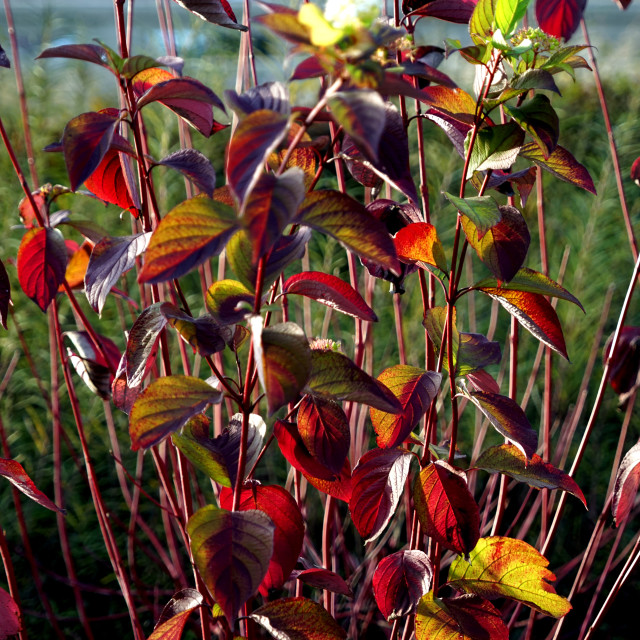 "A colourful plant" stock image