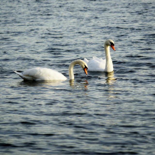 "Swans in the lake of st. Quentin" by Amit Mendelsohn - $61.39 "Swans in the lake of st. Quentin" stock image