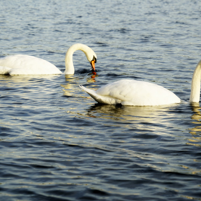 "swans" by Amit Mendelsohn - $61.39 "swans" stock image