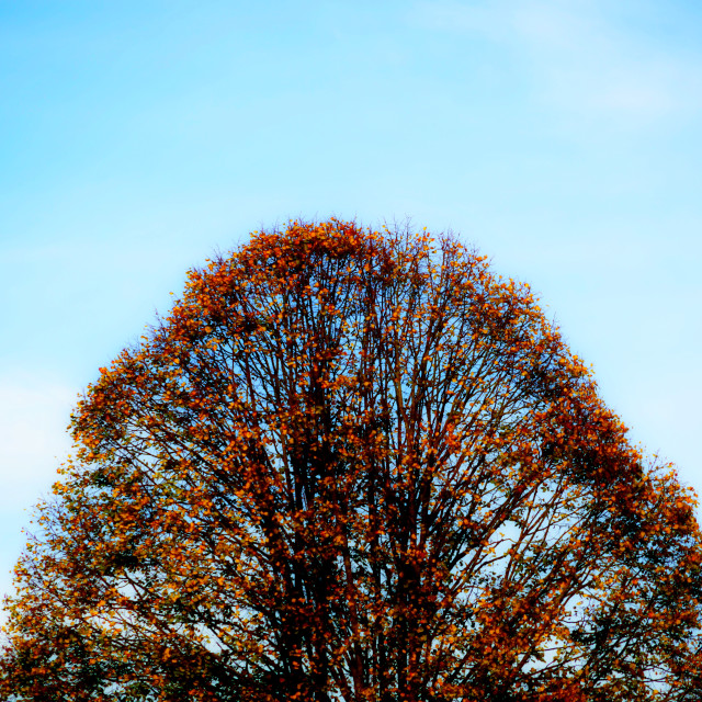 "A tree" by Amit Mendelsohn - $61.39 "A tree" stock image