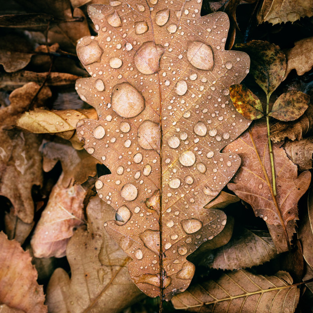 "Rain drops" by Tiberiu Sahlean - $3.72 "Rain drops" stock image