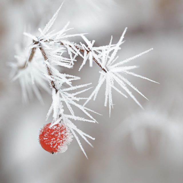 "Icing" by Tiberiu Sahlean - $3.72 "Icing" stock image
