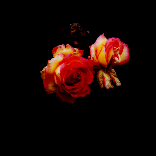"A rose" by Amit Mendelsohn - $61.39 "A rose" stock image