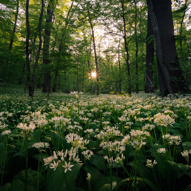 "Wild garlic heaven" by Tiberiu Sahlean - $3.72 "Wild garlic heaven" stock image