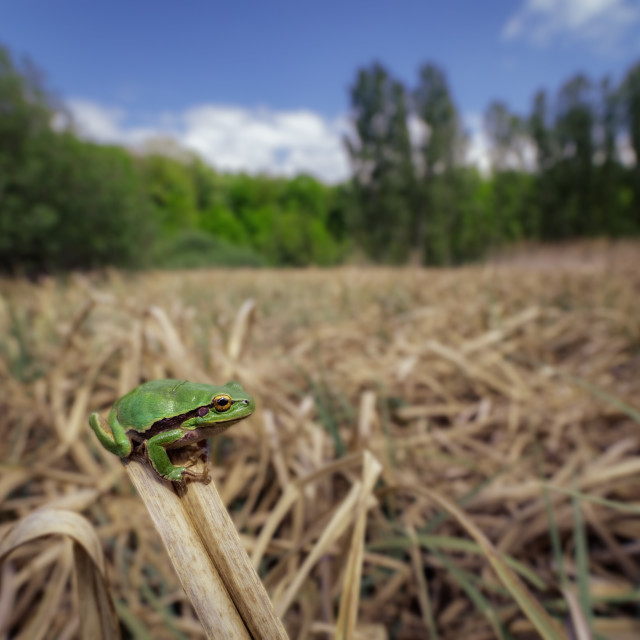 "Oriental tree frog" by Tiberiu Sahlean - $3.72 "Oriental tree frog" stock image