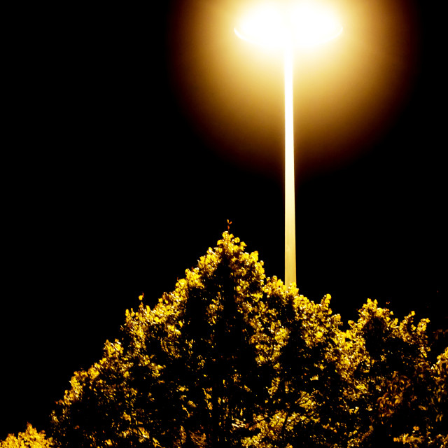 "Light above the tree" by Amit Mendelsohn - $61.39 "Light above the tree" stock image