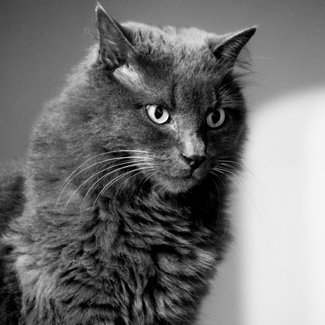 "The grey cat" by Amit Mendelsohn - $61.39 "The grey cat" stock image