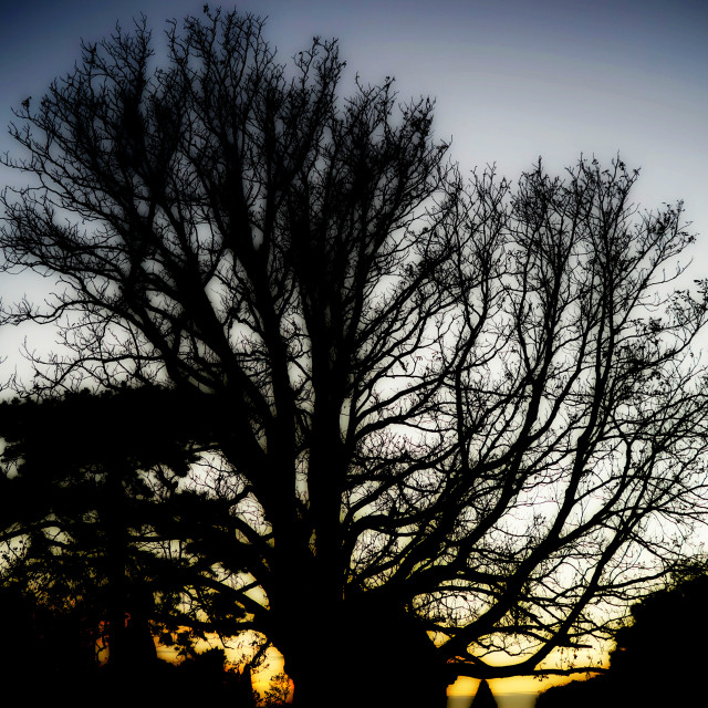 "A tree in the sunset" by Amit Mendelsohn - $61.39 "A tree in the sunset" stock image