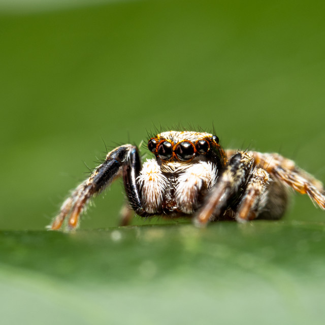 "Jumping Spider" stock image