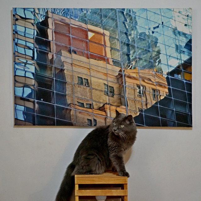 "cat and art" by Amit Mendelsohn - $61.39 "cat and art" stock image