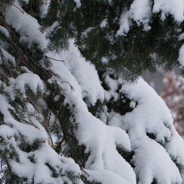 "Winter Beauty" stock image