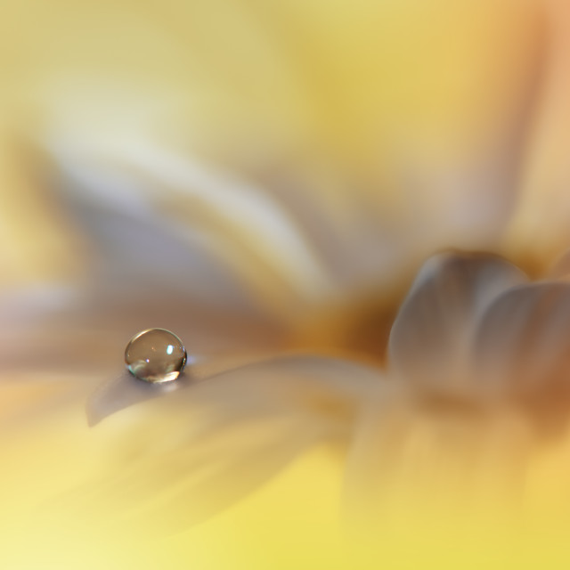 "Beautiful Macro Photo.Dream Flowers.Border Art Design.Magic Light.Close up Photography.Conceptual Abstract Image.Yellow and Orange Background." stock image