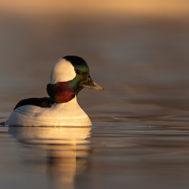 "Bufflehead at golden hour" stock image