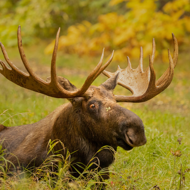 "Bullmoose looking for good luck" stock image