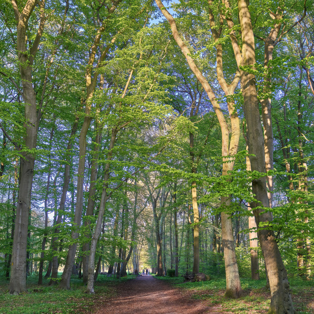 "Enchanted Walk" stock image