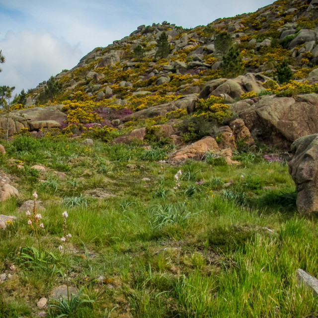 "Hillside with gorse and bracken" stock image