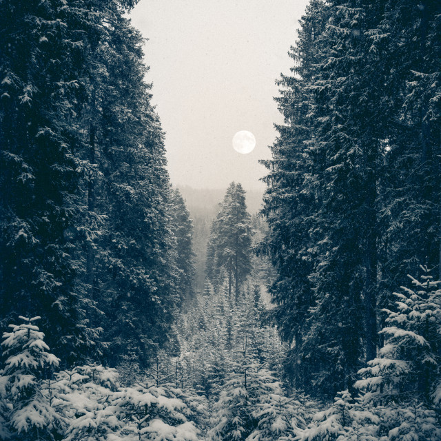"Winter scene with moon" by Simona D'Auria - $12.41 "Winter scene with moon" stock image