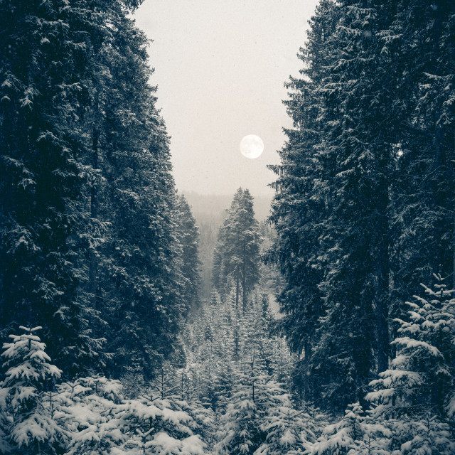 "Winter scene with moon" stock image