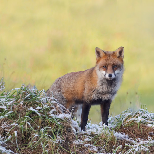 "Fox on a Frosty Day" stock image