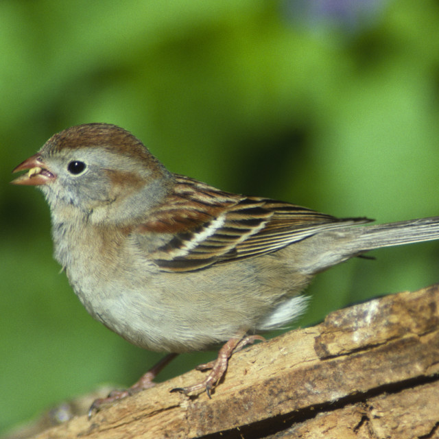 "Field Sparrow on log" stock image