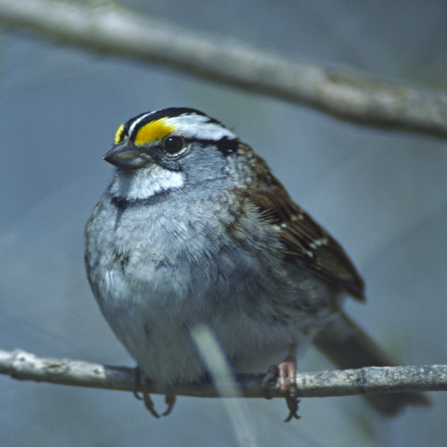 "White-throated Sparrow" stock image