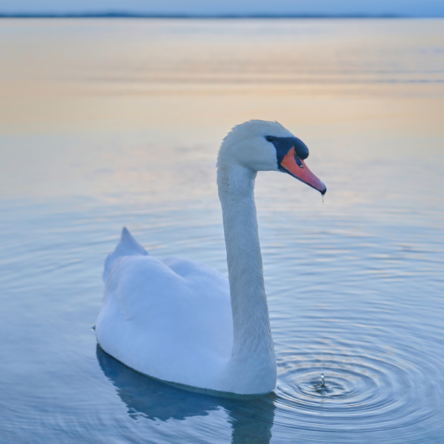 "Swan under the Sunset" stock image